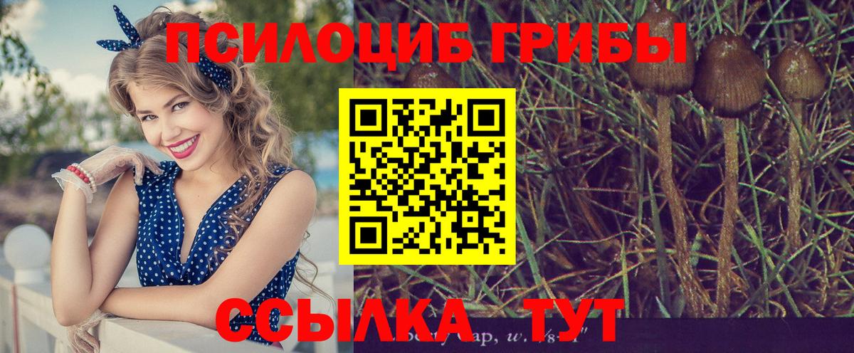 Псилоцибиновые грибы Psilocybe Белогорск